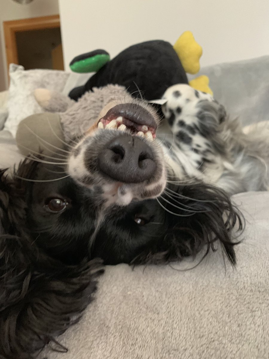 dizzywizzy's tweet image. #springer #spaniel #smiling #beingsilly #love #furbaby