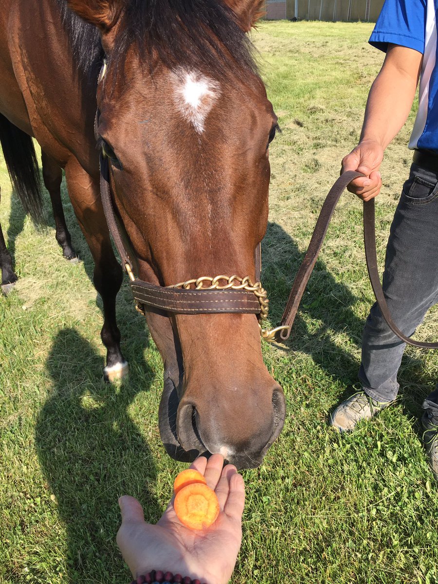 ClothesHorse39's tweet photo. #QP19 Who says animals don’t forget! Hi auntie I’m back for my carrots!🏇🏻🇨🇦🏆🥕❤️ #HolyHelena #QPWinner17 #SuperStar #TurfQueen #ClassAct #Thoroughbreds #OntarioRacing #GhostZapper https://t.co/Lr82hkbXhr