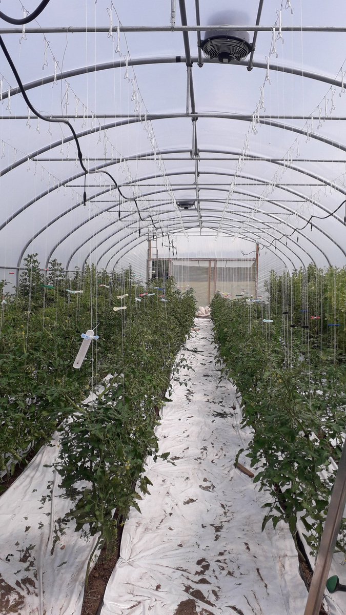 NewLeafUrbnFarm's tweet photo. The finished product! #Limerick #ThisIsIrishFood #bialuimni #organicmethods #chemicalfreefarming #upscaling #loveitwhenaplancomestogether #aboythekid https://t.co/ksmb2kqiix