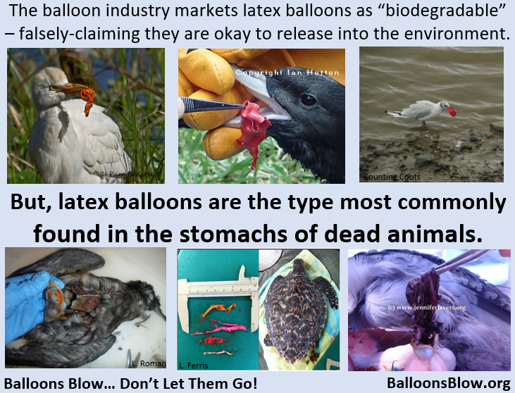 As long as the balloon industry continues to market latex balloons as "biodegradable", people will keep releasing them. 
Want to stop balloon pollution? Stop the greenwashing!
<a href="/TrentonTBC/">The Balloon Council</a> <a href="/QualatexDan/">Dan Flynn</a> <a href="/DarcyOhara/">Lorna O'Hara</a>
