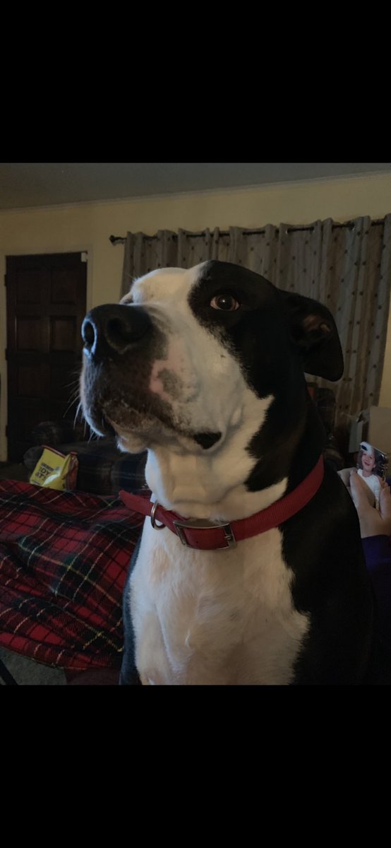 Haveaday1102's tweet photo. Molly, the diva dog, Princess Callie and Smokey the boy. #FurBabyFriday #IntegrityWeek2019 #TechCareTweets #LifeAtATT https://t.co/RP4MPU2lA0