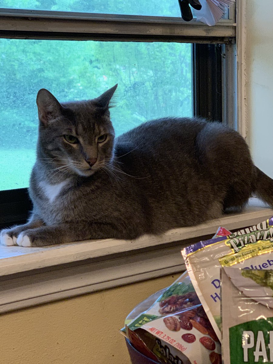 Haveaday1102's tweet photo. Molly, the diva dog, Princess Callie and Smokey the boy. #FurBabyFriday #IntegrityWeek2019 #TechCareTweets #LifeAtATT https://t.co/RP4MPU2lA0
