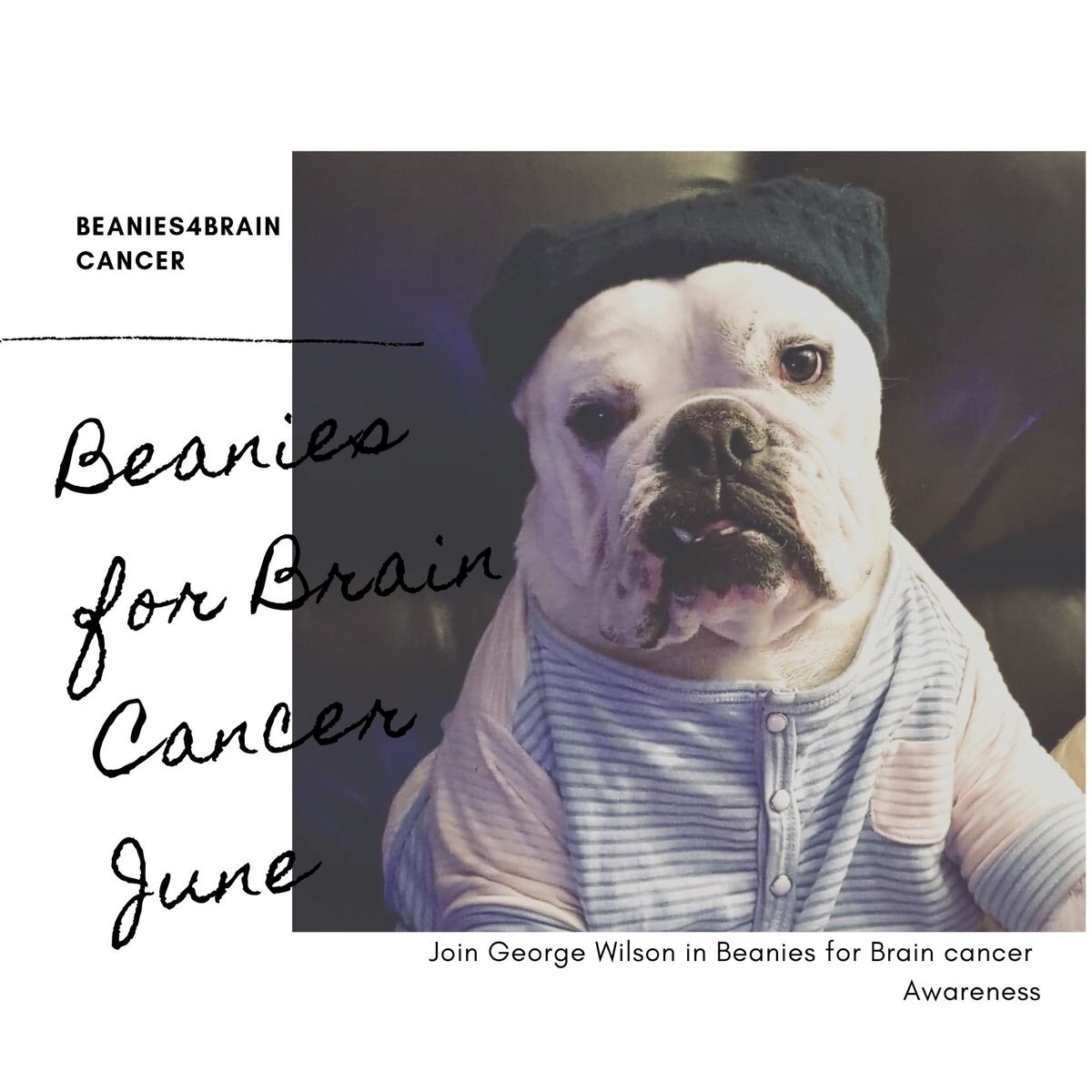 George Wilson is our mascot for Deaf Dogs Rescue Australia.
What is so special about George Wilson you ask? 
George spends his time in palliative care cheering up patients and families by lending a paw.
Each month George highlights a different cancer to his 9000 Instagram friends