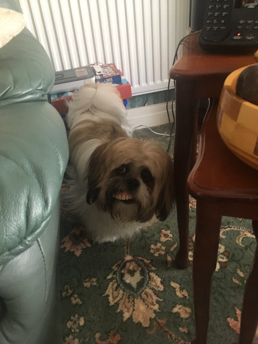 FriendsSharon's tweet image. When your teeth fit the dog better. 😬