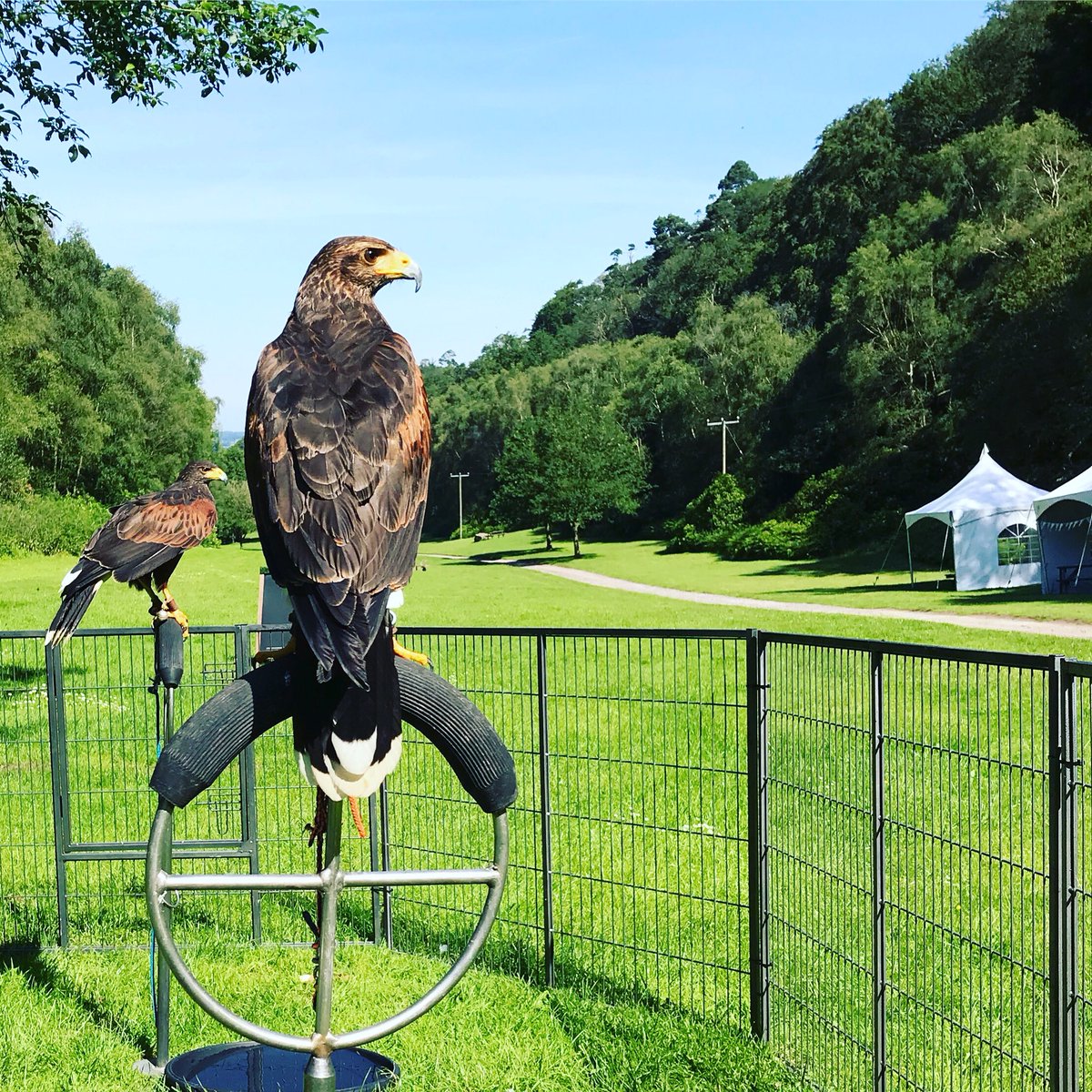One on many beautiful birds of prey from @shropshirefalconry here @hawkstoneparkfollies today and tomorrow. Special offer of only £5 for an individual handling experience! #birdsofprey #lovebirds #enjoyingthesunshine #shropshiredaysout #shrewsburydaysout #shropshire #shrewsbury