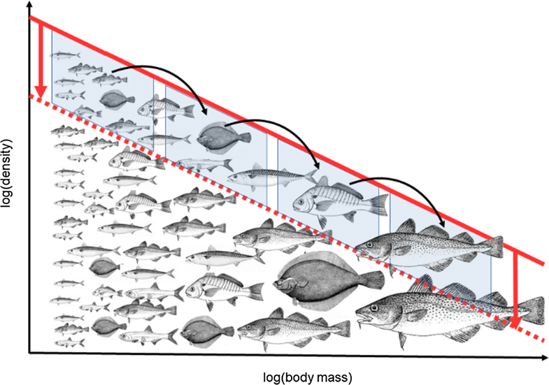 #InCaseYouMissedIt Balanced harvest: concept, policies, evidence, and management implications rdcu.be/bHsPi #fisheries #fisheriesmanagement #ecosystemapproach