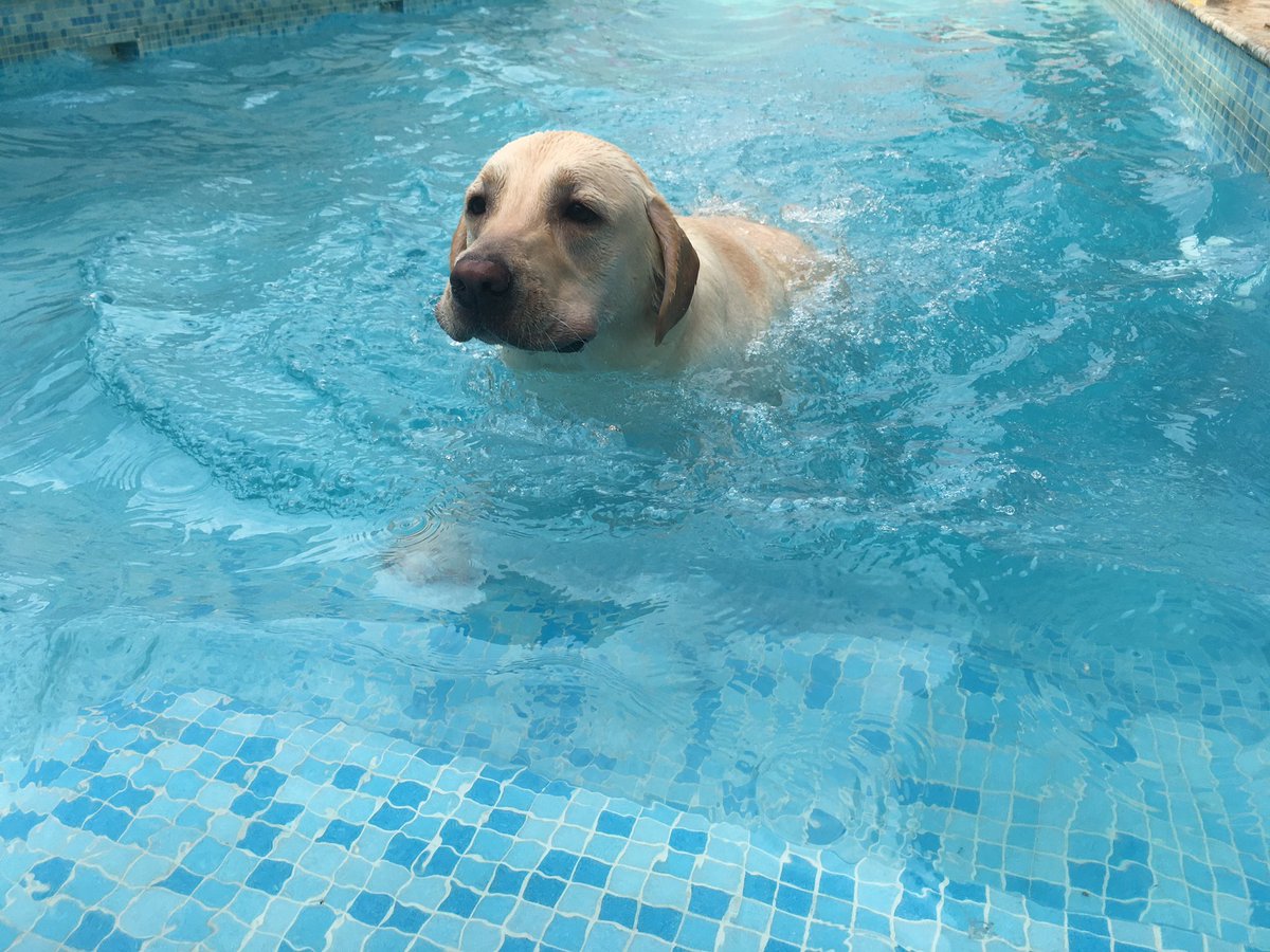 the_lab_pluto's tweet photo. Water baby ❤️ #swimmingpool #Swimming #Dog #dogsarefamily #dogsarejoy #dogsarelove #DogTwitter #doggo #labrador #labradorretriever #dogsoftwitter https://t.co/Yq4SXVxkm0
