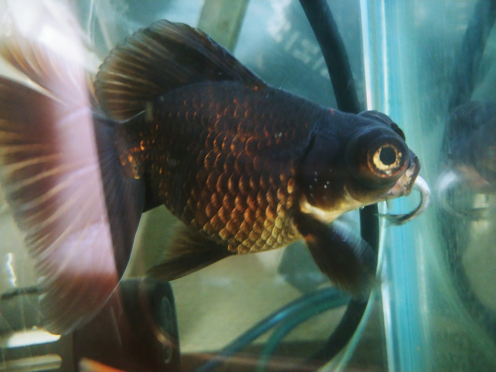 Uzivatel イカぽ Na Twitteru 先のツイートでオトシンクルスを飲み込んだ金魚ささんですが 塩浴してたら飲み込めたみたいで 今日から無事にエサを食べる事ができましたミィ ご心配をおかけｼﾏｼﾀ T Co Griyzfjeja Twitter