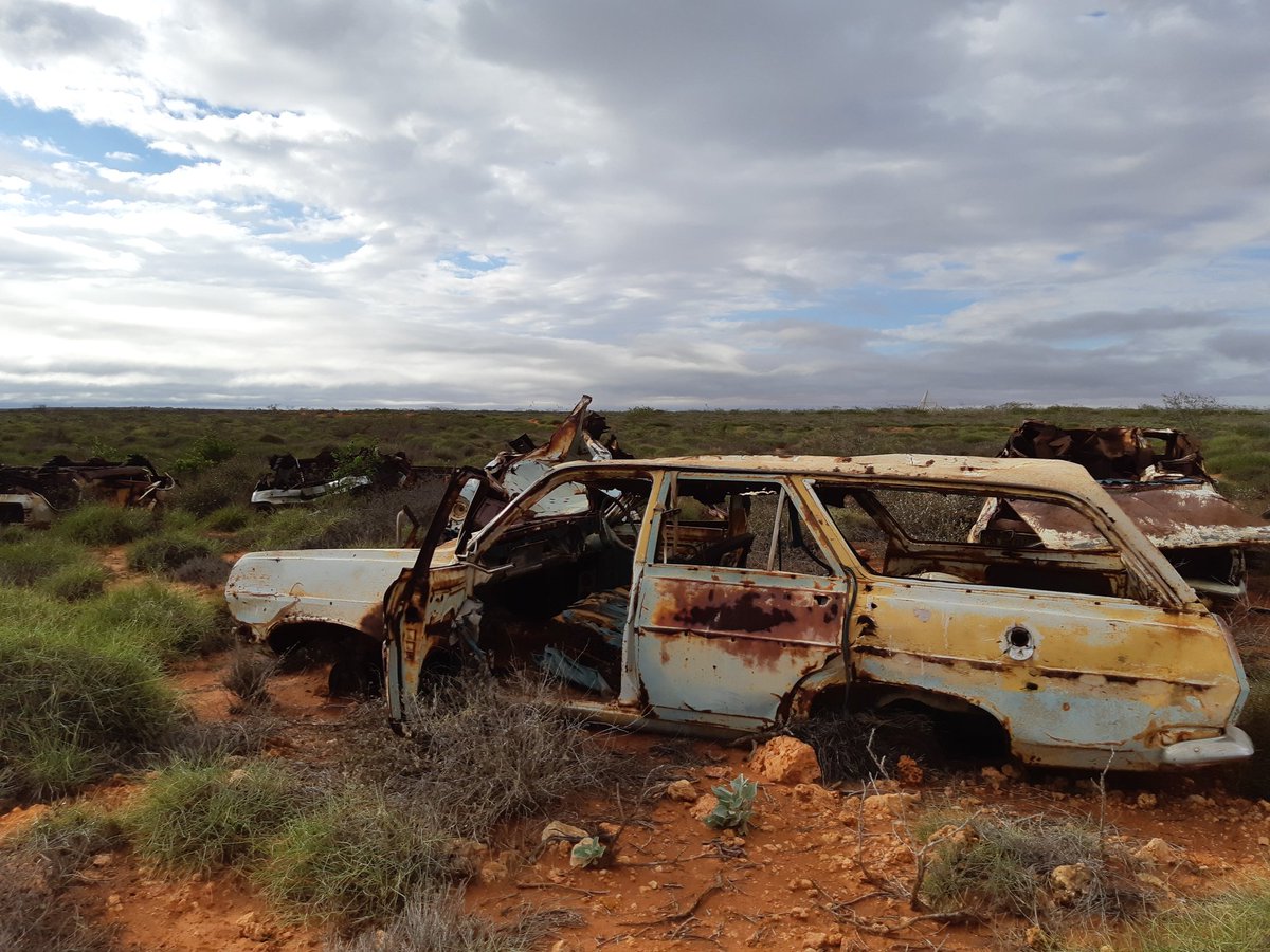 Today we searched through a car graveyard for herps #BushBlitz