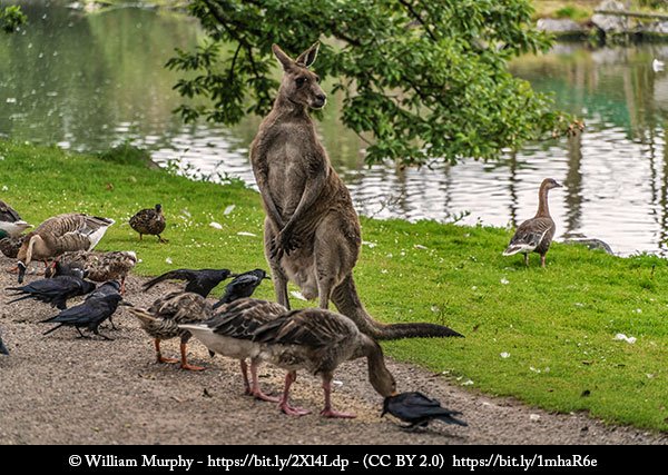 HogainPaddy's tweet photo. #Ireland #Irish #DiscoverIreland #VisitIreland #VisitCork #LoveIreland #TravelIreland #TourIreland #Cork

Fota Wildlife Park #CoCork opened in 1983 on 100 acres, it is not like an ordinary zoo

Info
https://t.co/eu9p8trgvi
Excellent Video
https://t.co/CefguShIsf

#AmazingIreland https://t.co/8OrWNys9H3