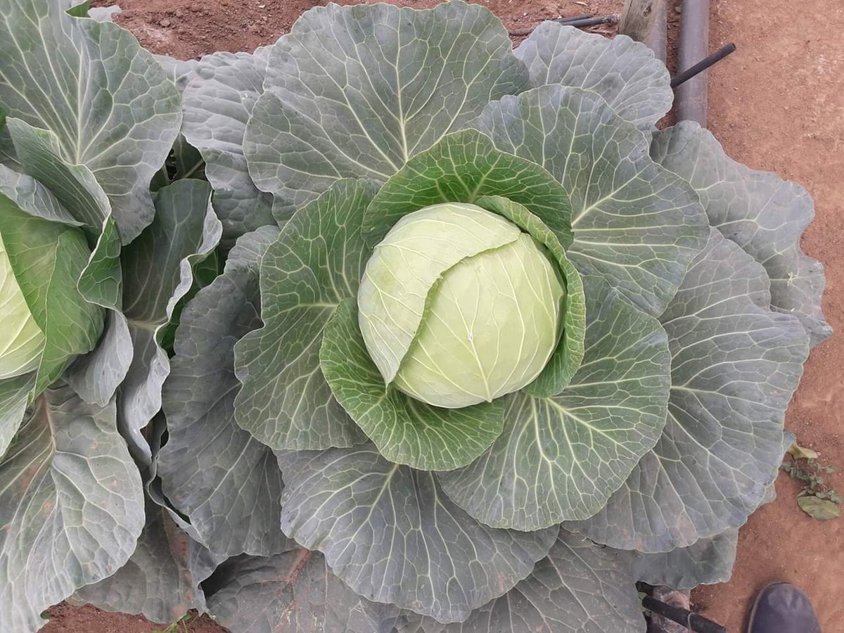 Leaverslee's tweet image. Is harvesting at Masutha Farming
Limpopo GaMamaila