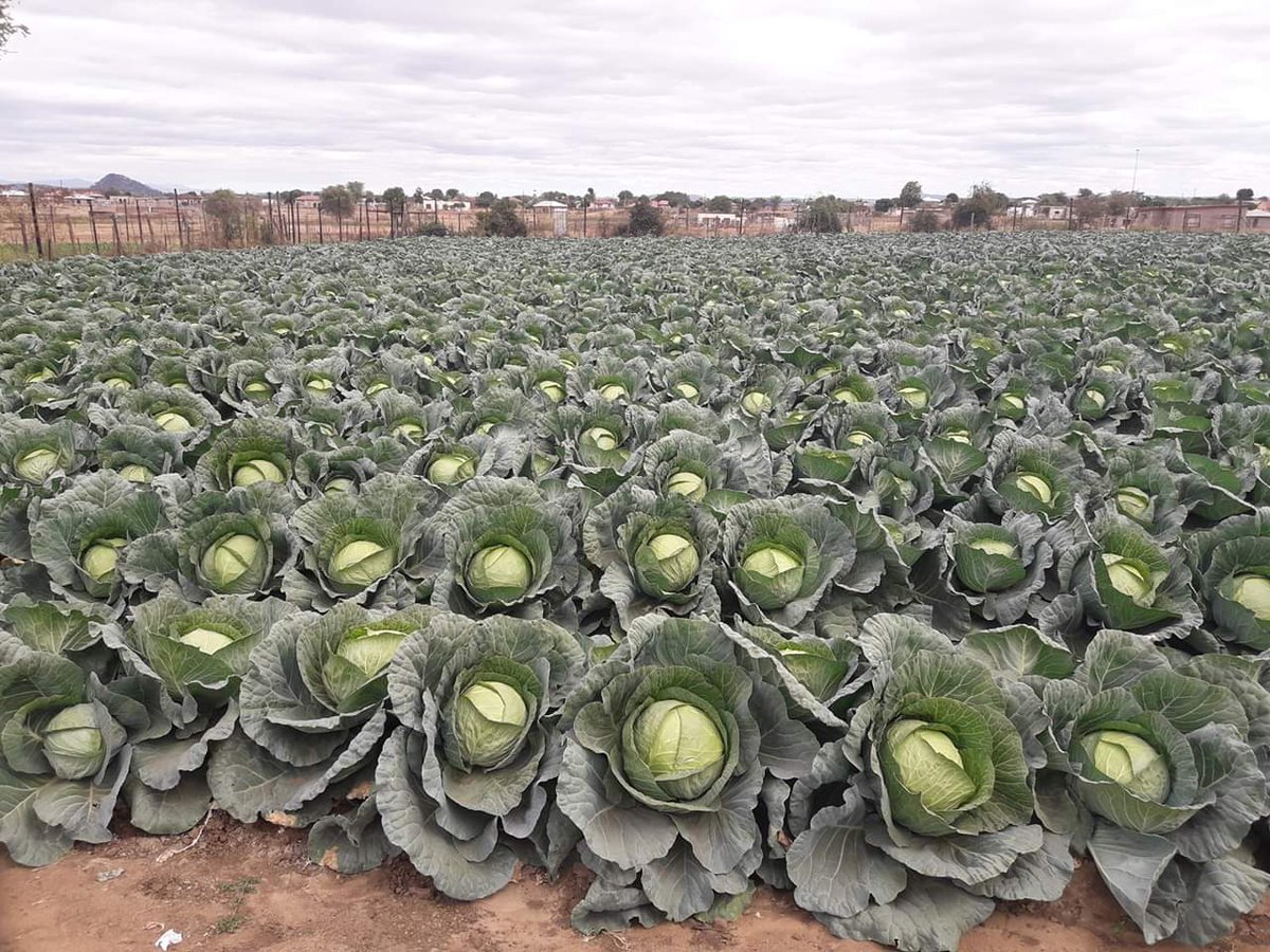 Leaverslee's tweet image. Is harvesting at Masutha Farming
Limpopo GaMamaila