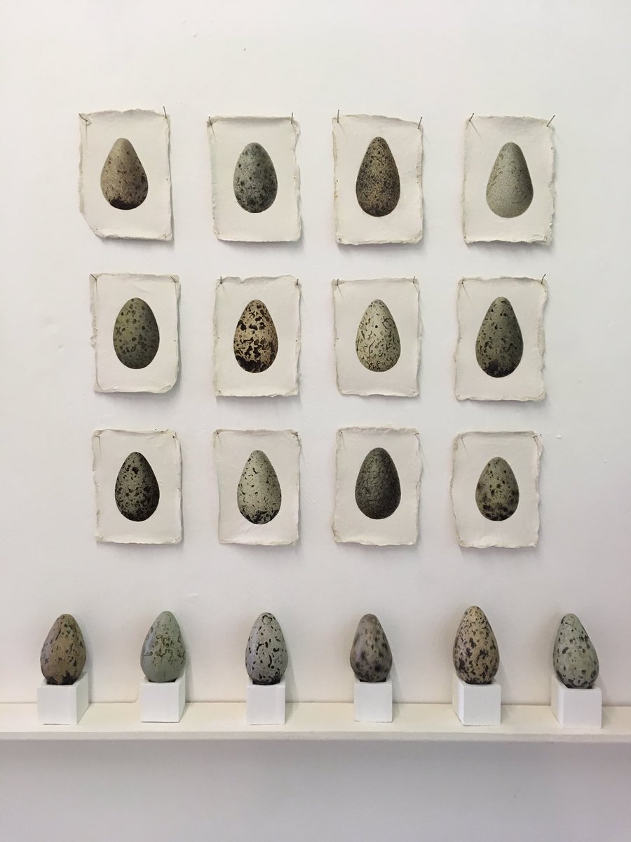 foldworks's tweet image. Sheila Tilmouth’s beautiful paintings of Guillemot eggs. At Shorelines exhibition, Artsmill, Hebden Bridge. @ArtsmillHB @hbaf