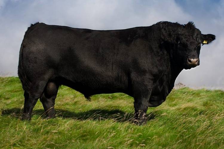sellmylivestock's tweet image. Fordel Lockdown P827

Lockdown is a son of the great Stockman 365 from the top American donor cow Champion Hill Lucy 6863 ET. 

Proven Aberdeen Angus bull with great bloodlines and figures. Daughters have lots of milk and are very fertile. 

Buy now:
sellmylivestock.co.uk/view/product/F…