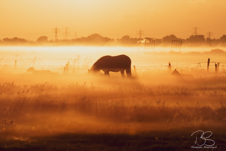 Het Oudeland van #Strijen. Door de zo vaak aanwezige ochtendmist toch wel mijn favoriete plek in de <a href="/gemeenteHW/">gemeenteHW</a> om de zonsopkomst te fotograferen.
<a href="/hoekschnieuws/">Hoeksche Waard Nieuws</a> <a href="/mooieluchten/">mooieluchten</a> #hoekschewaard #zonsopkomst @indebuurt0186