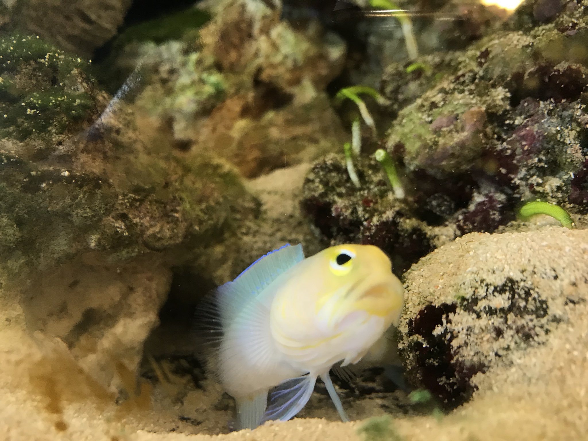 上越市立水族博物館 うみがたり うみがたり 毎月22日はイエローヘッドジョーフィッシュの日 口開けすぎてエラの内側見えてるよ よくあくびをする様子も 1fレストランの水槽でご覧いただけます うみがたり 22日はジョーの日 イエローヘッド