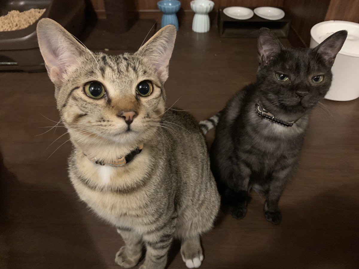 バッドばつ丸みたいな顔 ちょっと個性的な目の猫さんがあまりにもかわいい グッドねこ丸 Togetter バッドばつ丸みたいな顔 ちょっと個性的な目の猫さんがあまりにもかわいい グッドねこ丸 Togetter