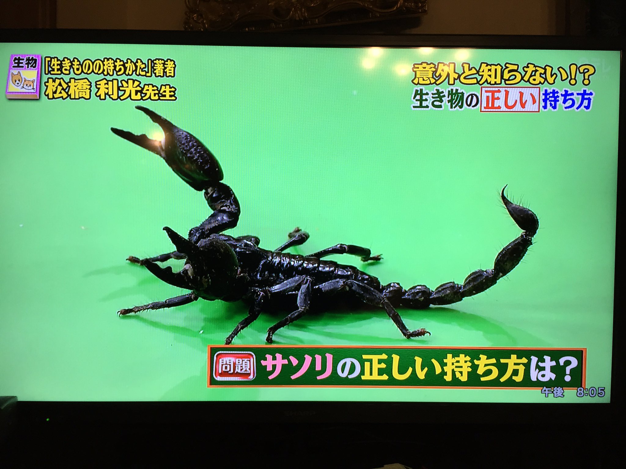 sadistic and dangerous サソリチョーカー アクセサリー（www 