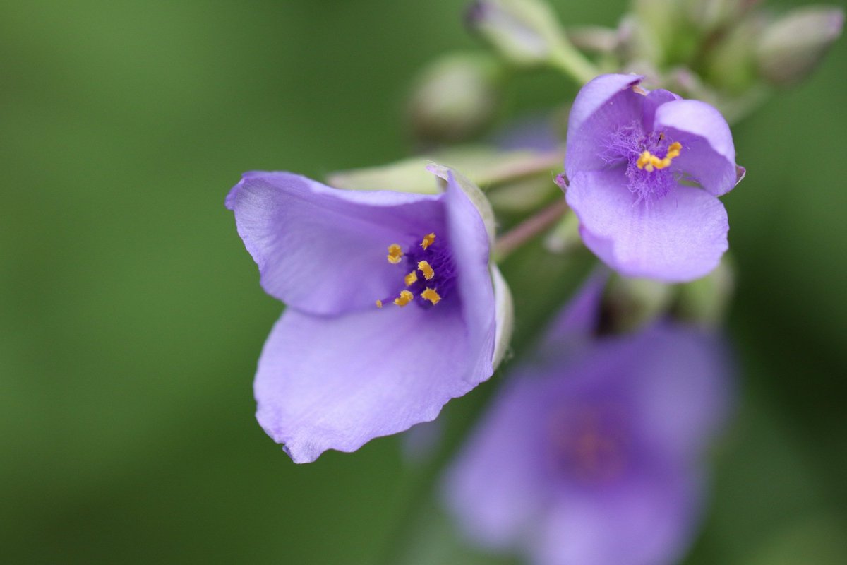 Tiny purple flower of unknown species. The PlantSnap app suggests it is a type of #spiderwort (Tradescentia). Photographed using a #macro lens in a natural meadow area of #MeijerGardens last weekend. #FrederickMeijerGardens #Flowers #Gardens #Nature instagram.com/p/BzA9UihArWc/…