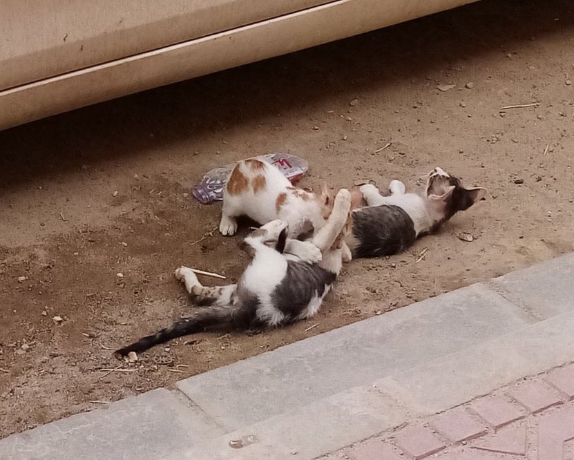 Hαɳα 🐾 tweet media