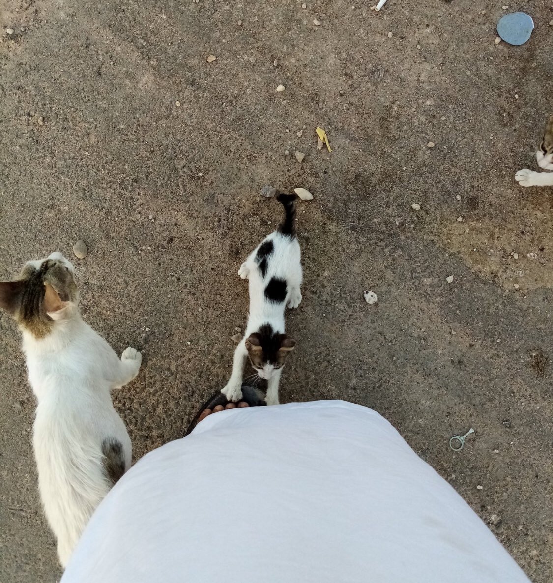 Hαɳα 🐾 tweet media