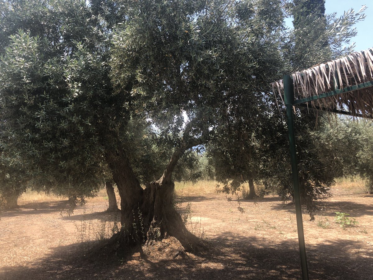 MeteaLifeAbroad's tweet photo. Olive oil tasting at an olive farm in Delphi, Greece @meteavalley @EFtours https://t.co/7Ltn5TfqV6