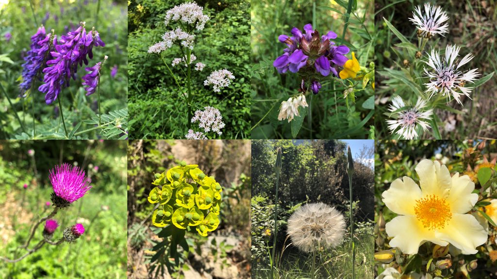 vagramuntflix's tweet image. #OJOALDATO pero si en cambio eres de los que se aventuran a emprender el viaje preparate, te esperan muchas sorpresas, algunas tan bellas como estas ...
@seidor #AnalyticsNext journey @SAPAnalytics