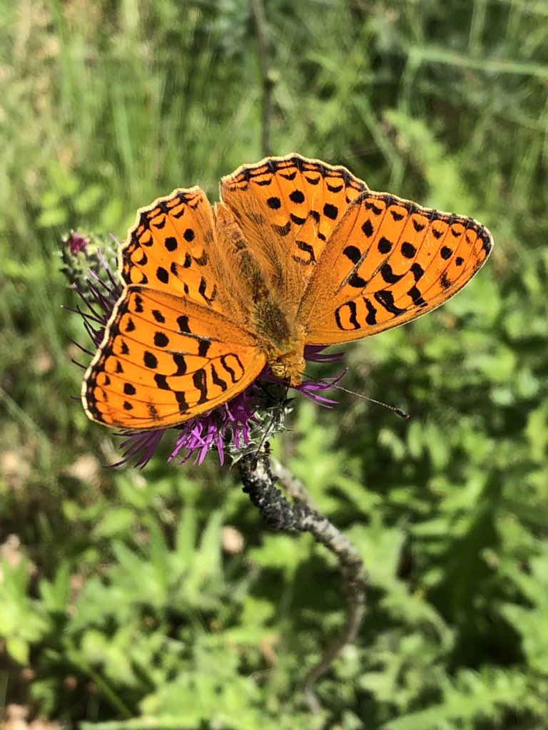 vagramuntflix's tweet image. #OJOALDATO pero si en cambio eres de los que se aventuran a emprender el viaje preparate, te esperan muchas sorpresas, algunas tan bellas como estas ...
@seidor #AnalyticsNext journey @SAPAnalytics