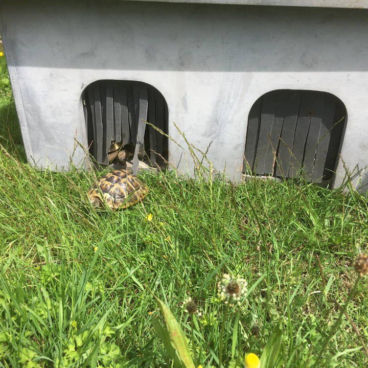 Afgelopen week is er veel werk verzet in onze ponyweide. In het deel dat niet toegankelijk is voor pony's is een buitenverblijf voor 12 landschildpadden gebouwd. Ze kunnen komende week volop genieten van het mooie weer in hun nieuwe verblijf!