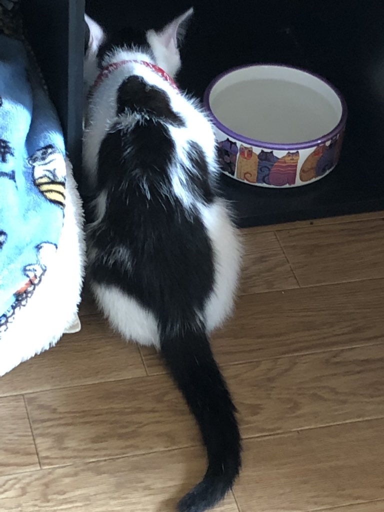 Have a cat in my friend’s cat! 🤩 #cats #japan #kitty