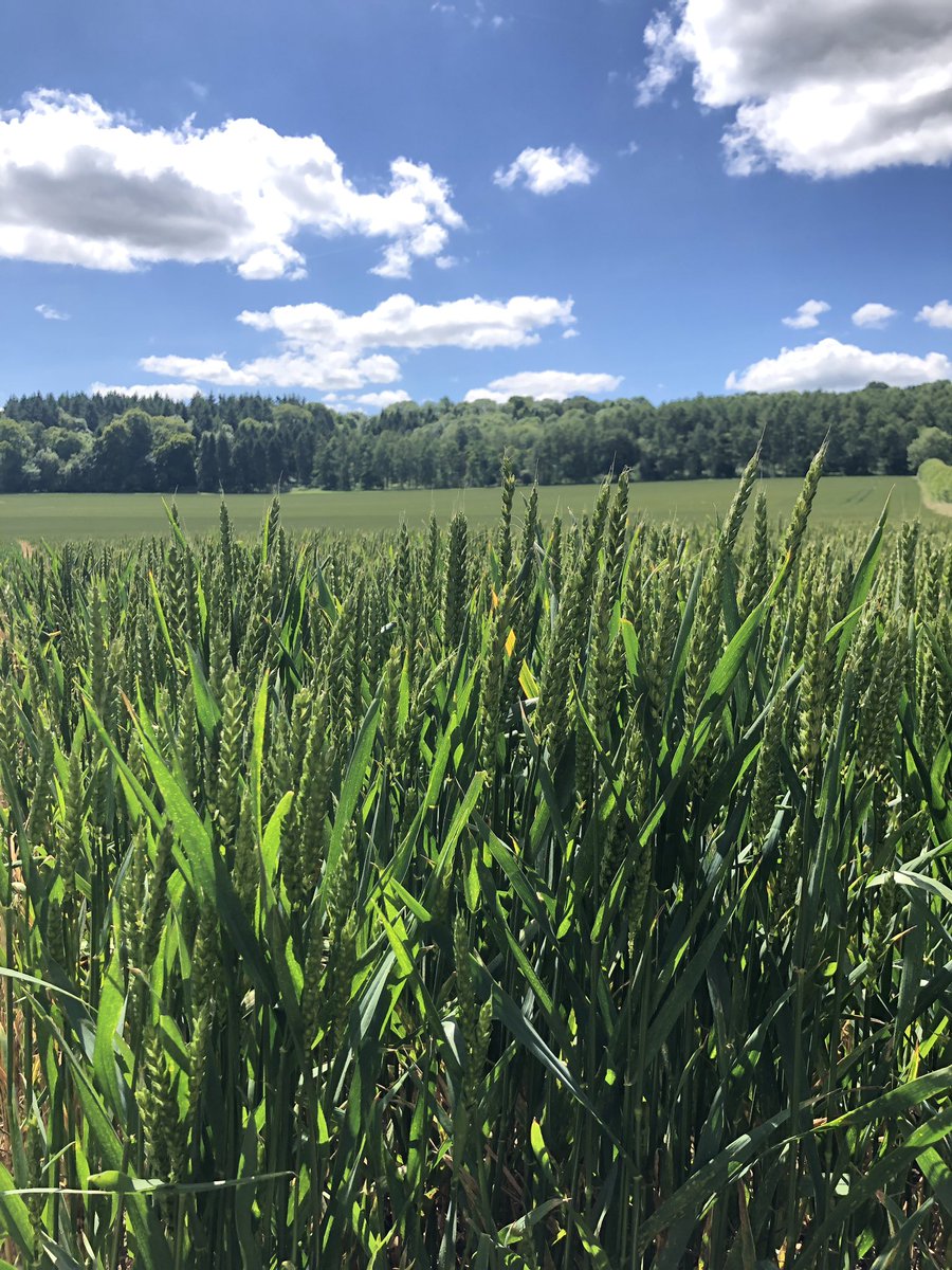 HistoryPRS's tweet image. Enjoying the views ☀️