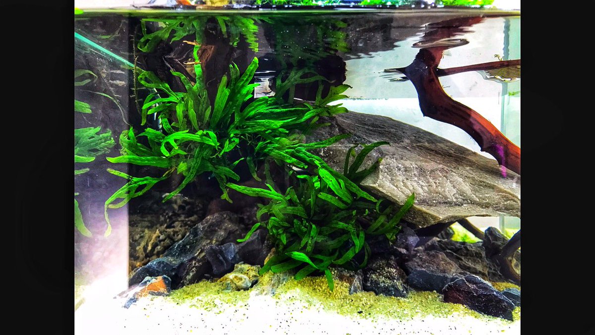 木下裕人 株 アクアレンタリウム代表取締役 アクアリウム大学運営 こんばんは 今日はシダ植物買いに行く予定でしたが 仕事に追われて買いに行けず 仕事がある事は有り難い事なので良しとします しかし ミクロソリウムは何でこんなに品があって