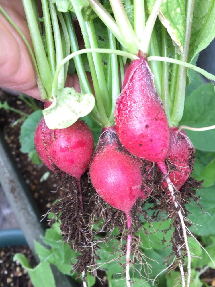 libastonprogram's tweet photo. ใใญใฐๆดๆฐใงใใ
Life, Music & Stories : ็ใใ ใจใฉใใฃใใทใฅใฎใตใฉใใๅ็ปไปใใSalad with Radish & Uncured Ham: https://t.co/zgEtR6q4V3
#ใฉใใฃใใทใฅ #็ใใ #ใตใฉใ #ใใฉใณใ่ๅ #ๆ็ #ๅ็ป #้ณๆฅฝ #radish #uncuredham #salad #kitchengarden #cooking #youtube #music #garageband https://t.co/iX45UUERpV