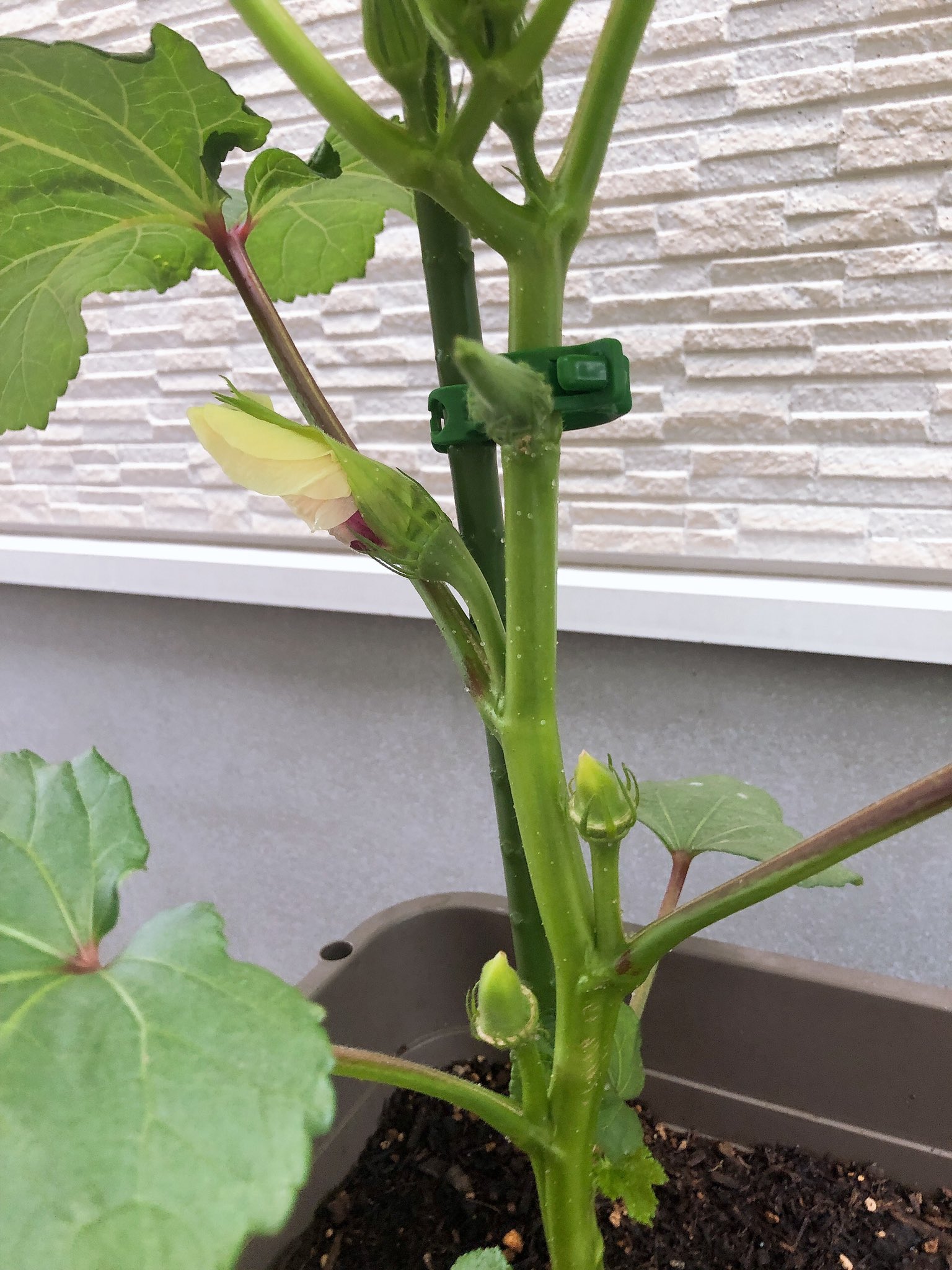 憂莉 つぼみ３つ目にしてついに開花 オクラ観察日記 T Co M3zw7pxibu Twitter