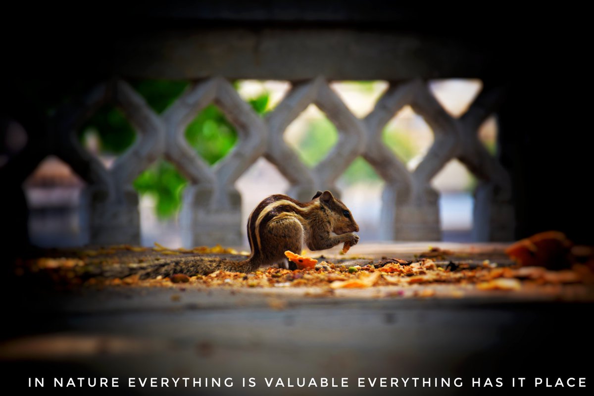 raju77109's tweet photo. EVERYTHING EXIST IN NATURE ?
#earth #environment #evolution #humanity #FlatEarth #biodiversity #forests #Exploring #animales #animalsdeservejustice #AnimalesSueltos #photography #photocontest  Does everyone have freedom ... Everyone needs freedom . https://t.co/ky95F5vRJ2