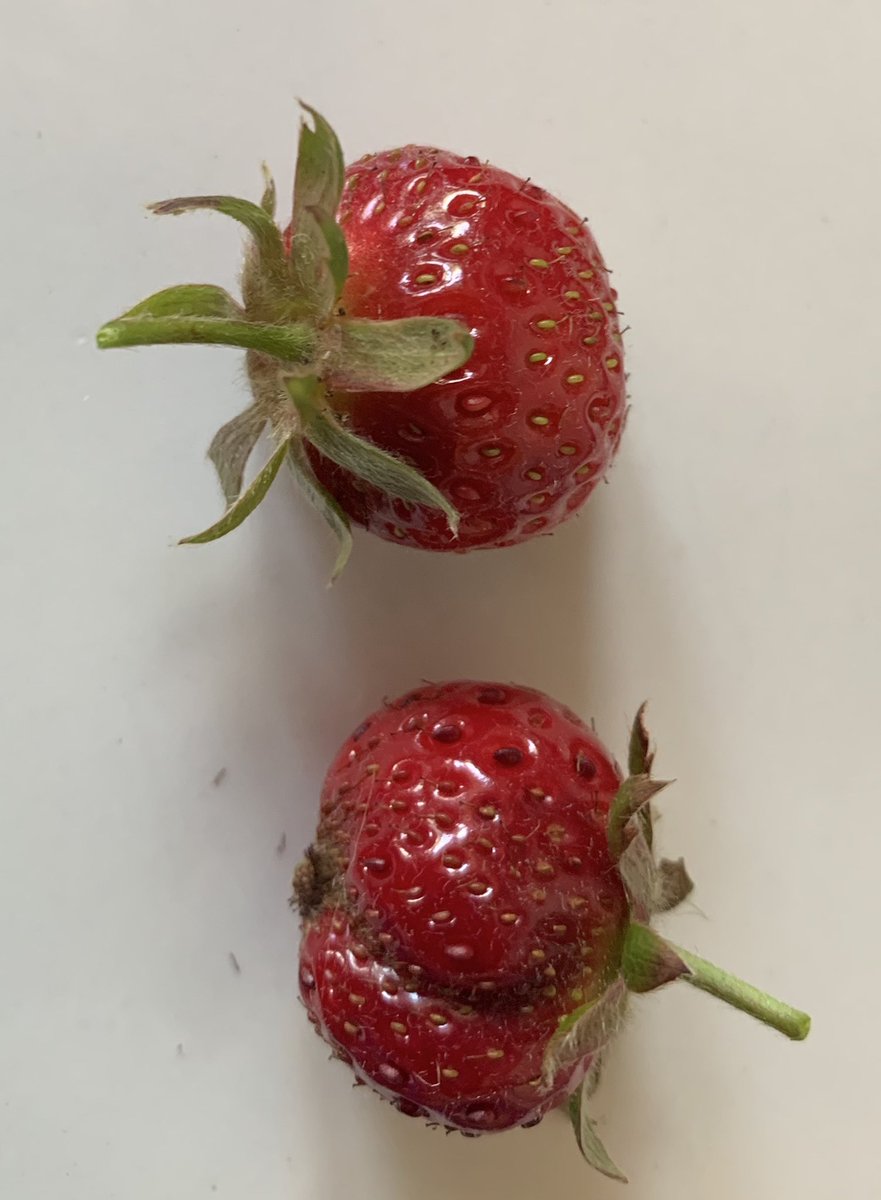 r_hian's tweet photo. First of the strawberries 🍓, chuffed to have got to them before the birds/insects #tinyfruit https://t.co/EYaTGDLvUY