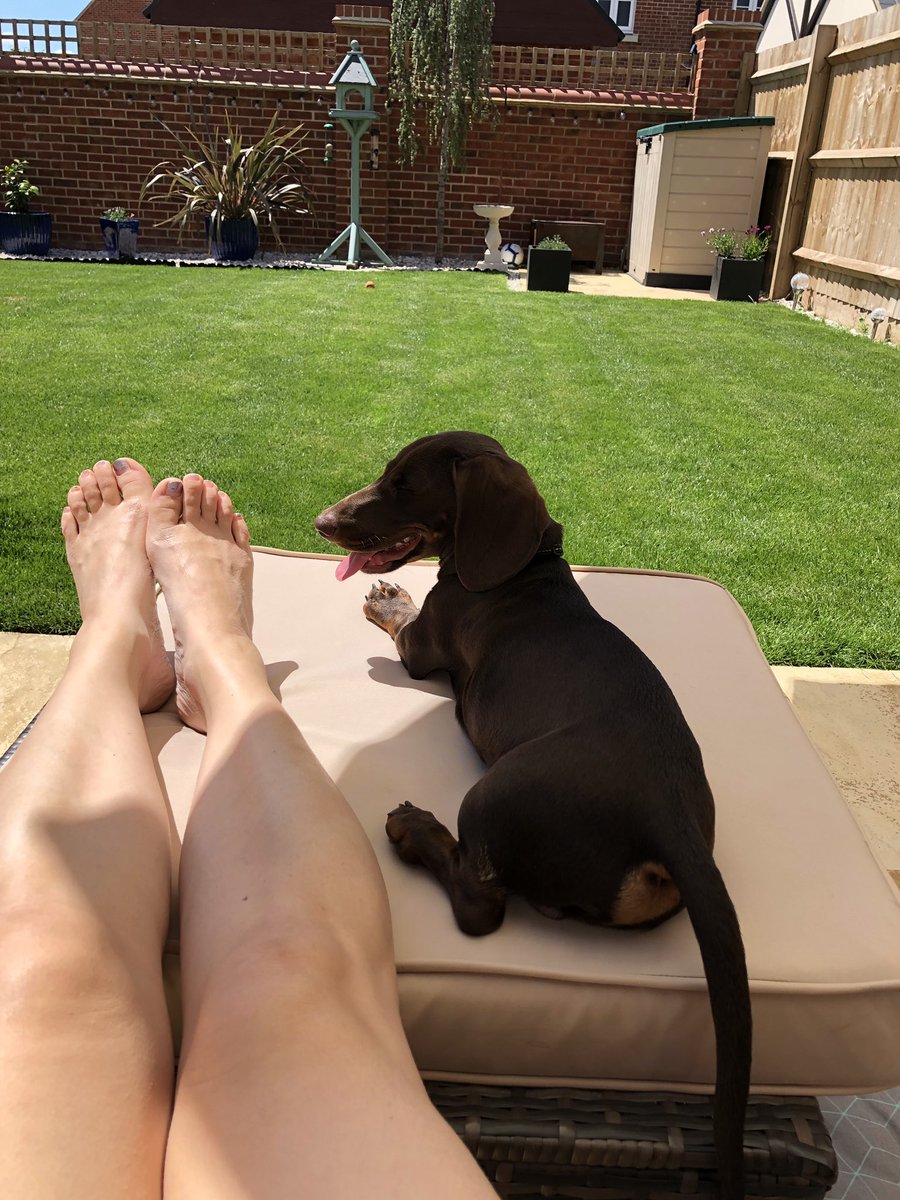 LisaMason34's tweet photo. It’s obviously hard work being a #dachshund #puppy chilling in the sun! Can’t believe he couldn’t find a more comfortable place than my legs! #weirdtanlines https://t.co/CKtY2MPUrG