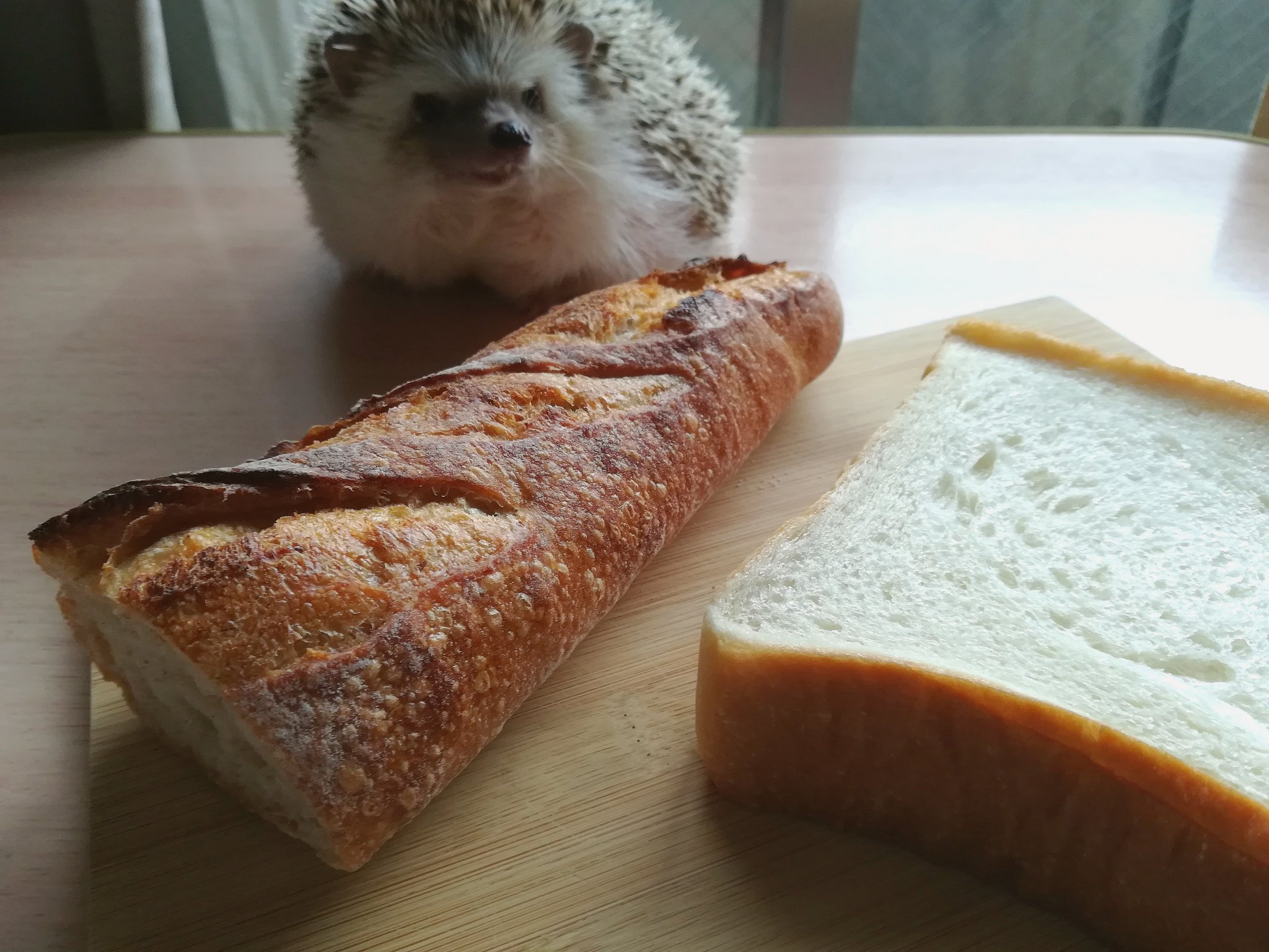 ハリネズミハウス 食パン