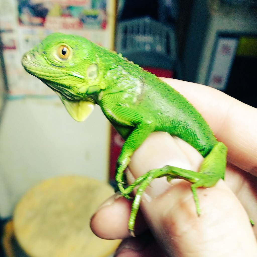 爬虫類 両生類専門店レプティリカス در توییتر グリーンイグアナ Iguana Iguana ニカラグアcb19 グリーンイグアナのレアなロカリティーであるニカラグア産の今年の新仔が入荷しました ニカラグア産のグリーンイグアナの当店への入荷は一年振り位になります これ位 爬虫類 両生類専門店レプティリカス در توییتر グリーンイグアナ Iguana Iguana ニカラグアcb19 グリーンイグアナのレアなロカリティーであるニカラグア産の今年の新仔が入荷しました ニカラグア産のグリーンイグアナの当店への入荷は一年振り位になります これ位