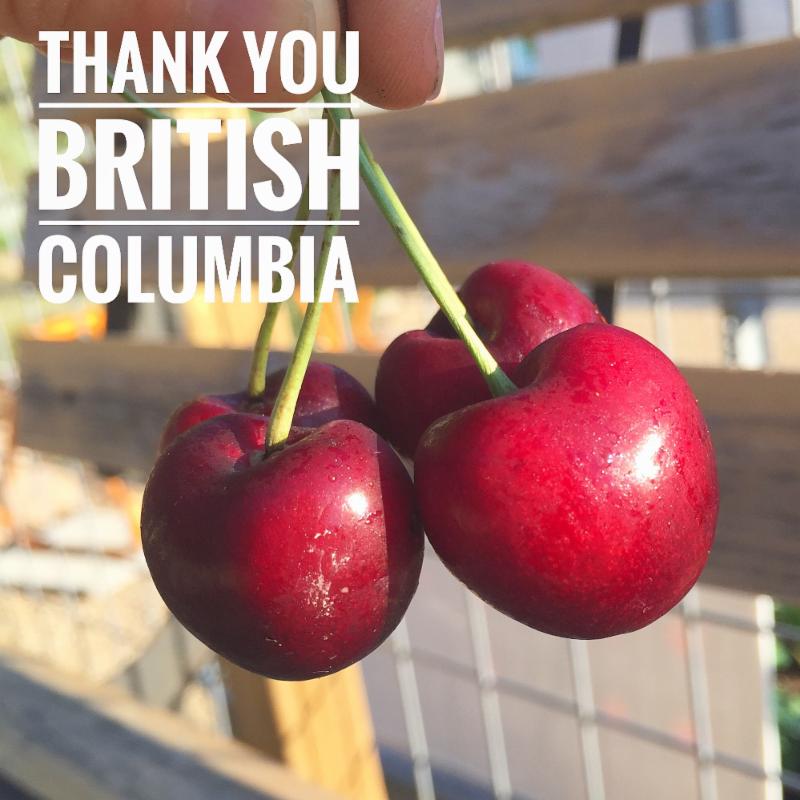 Cramptonsmarket's tweet photo. The very start of BC cherries https://t.co/W5Oz7IMJVX https://t.co/PeSRzShPtK