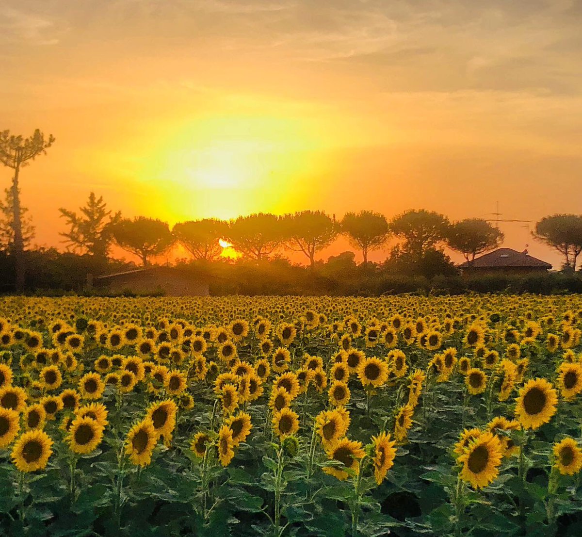Simosempre's tweet photo. Mi sono trovata davanti ad un quadro e sono rimasta incantata
#sunset #tramonto #estate #girasoli #valconca https://t.co/3dzypbx7RJ