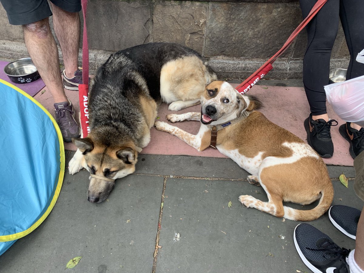 MightyMutts's tweet image. Best buddies.