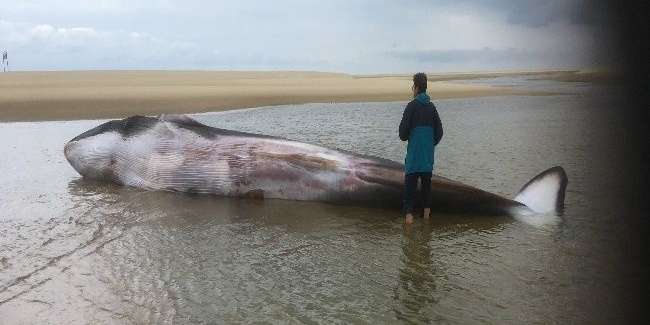 Bassin d’Arcachon : la baleine aperçue sur les côtes est morte sudouest.fr/2019/06/22/bas…