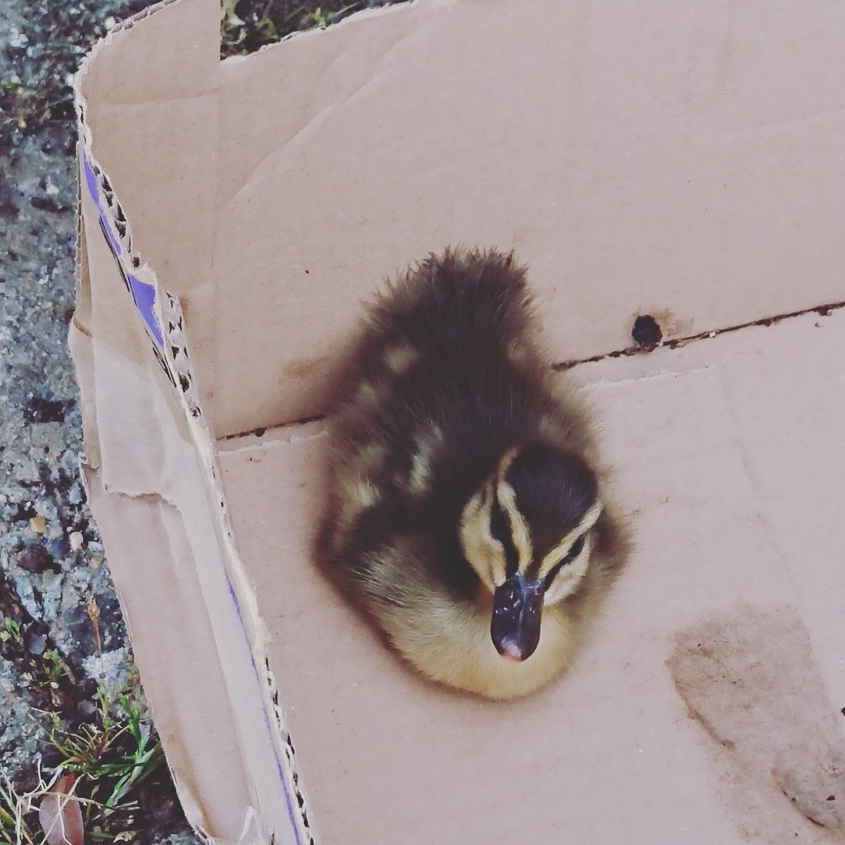 SKCPhotos's tweet photo. @RSPCA_official found this duckling in our garden with no sign of mummy duck, what do we do? tried to phone but no answer, live near main road so dont want to let it wonder off https://t.co/z32vsYMZyt