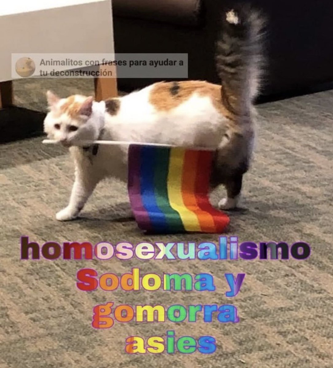 🐱🏳️‍🌈