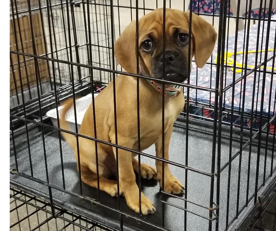 This is only one of the hundreds of faces waiting for you. Their forever begins today. Come adopt and save lives! #IndyMega Early Bird admission tickets are still available here >> ow.ly/cC4u30oZ5Dp. General admission doors open at 1pm.