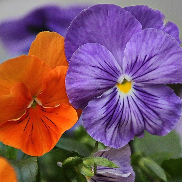 A passion for pansies, especially for pagan orange and ecclesiastical purple ...
.
.
#flowers #flowerstagram #annuals #buckeyelake #buckeyelakewinery bit.ly/2WWhPS3
