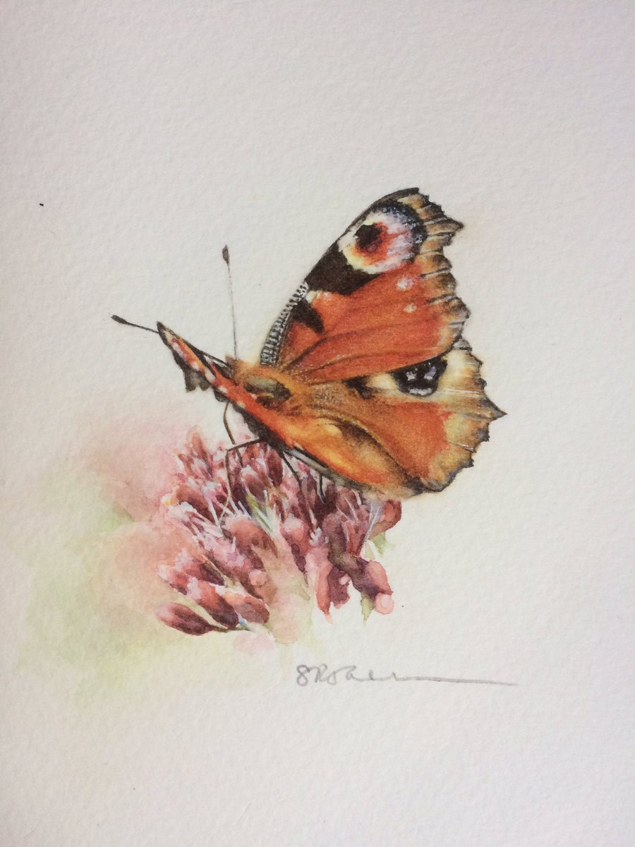sarahj_64's tweet photo. After the Bumble Bee I wanted to attempt another of my favourites, a Peacock Butterfly, but because I haven’t been able to paint uninterrupted in quite the way I’d hoped, it’s taken me a bit longer than anticipated. I did, however, enjoy every minute!
Watercolour. https://t.co/nOZCVOWRrn
