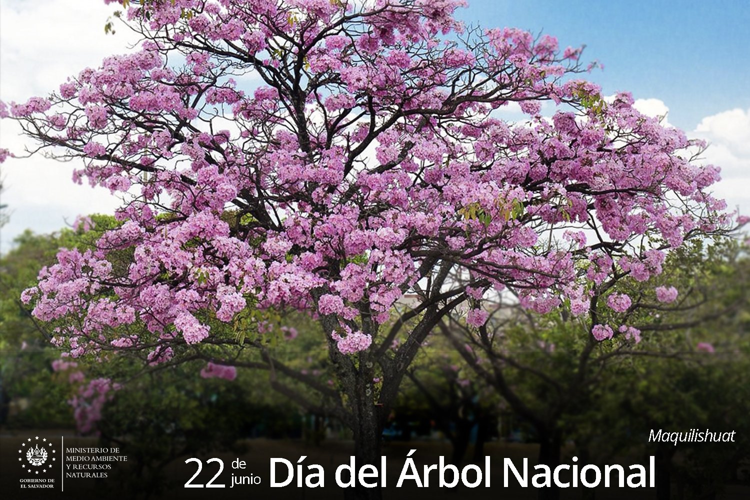 El maquilishuat es uno de los 2 árboles considerados nacionales en El Salvador.