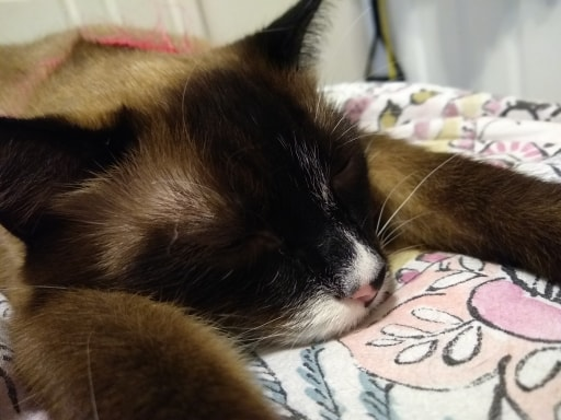 PaleWitchKnight's tweet photo. Have some pics of my kitty, Lord Baelish
#Snowshoe #Cat #PreciousKitty https://t.co/cfNVs0ATyQ